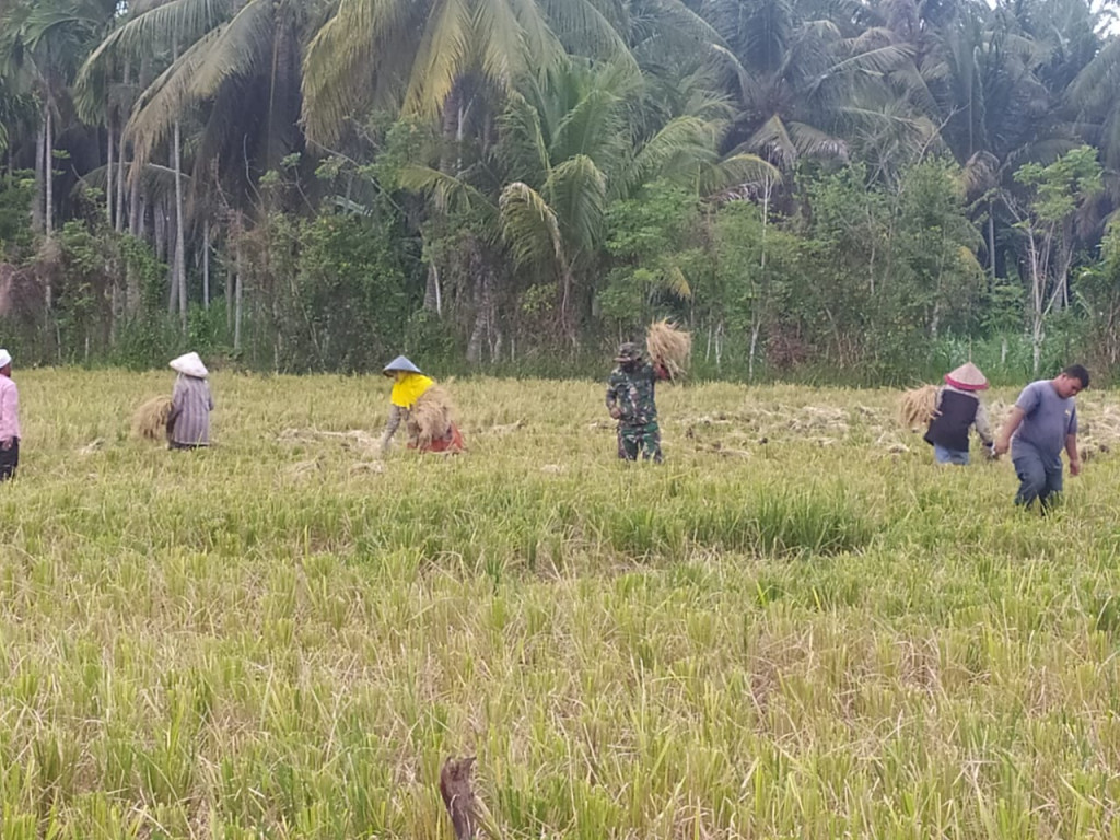 pertanian/ MUSIM PANEN PADI